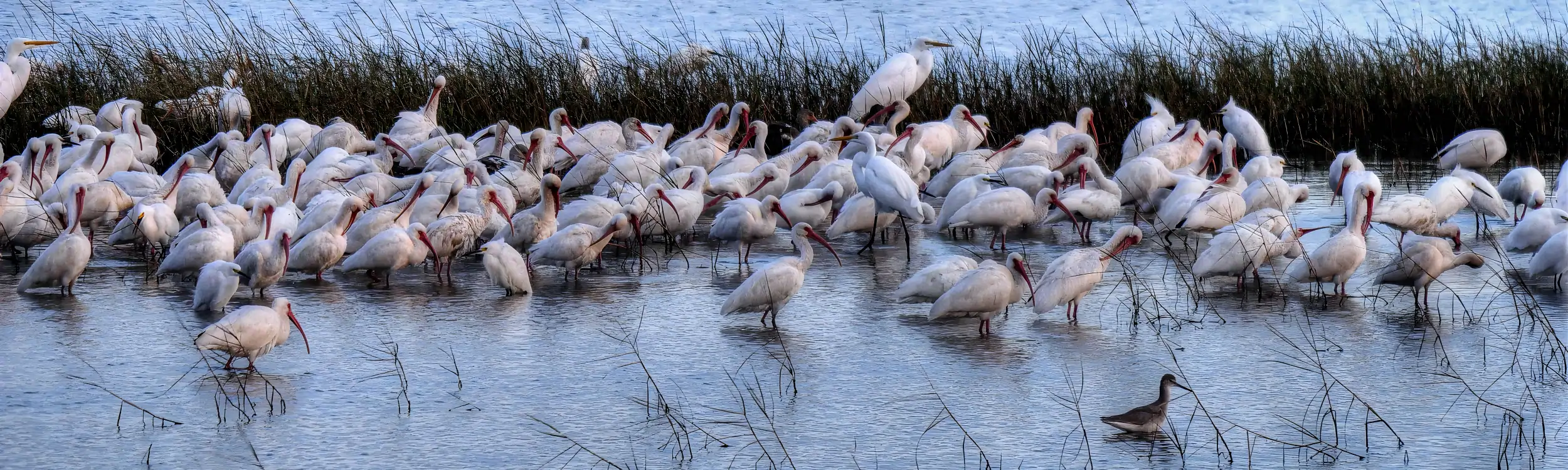 This Website is for the birds