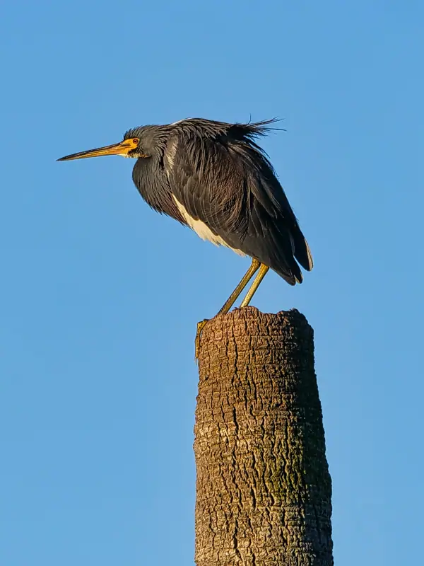 Bird on a stump